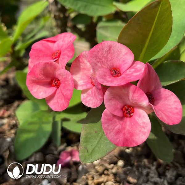 Euphorbia Taoyao - Image 2