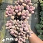 Graptopetalum amethystinum Clustering - Image 2