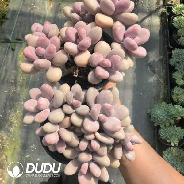 Graptopetalum amethystinum Clustering - Image 2