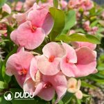 Euphorbia Xiameng - Image 2