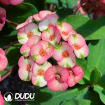 Euphorbia Dancing Dolly - Image 2