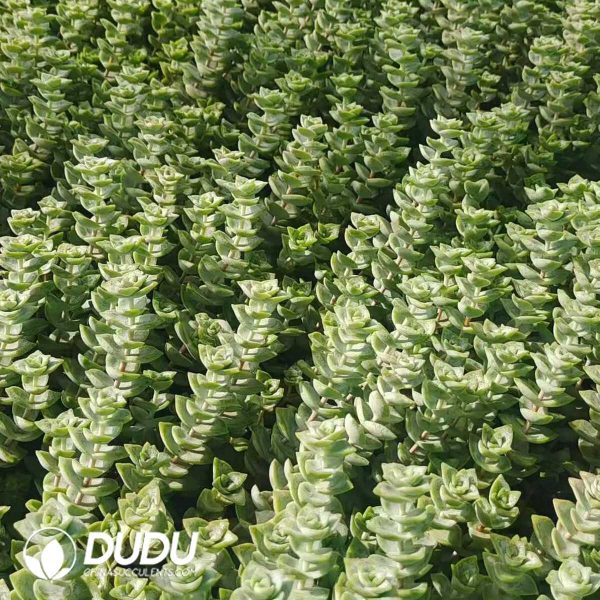 500Pcs Crassula Conjuncta Cuttings - Image 2