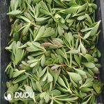 500Pcs Echeveria Purple Butterfly Cuttings - Image 2