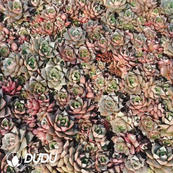 500Pcs Echeveria Purpsorum Cuttings - Image 2