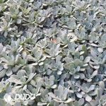 500Pcs Echeveria Desmentiana Cuttings - Image 2