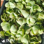 500Pcs Echeveria Peach Pride Cuttings - Image 2