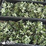 500Pcs Echeveria Melaco Cuttings - Image 2