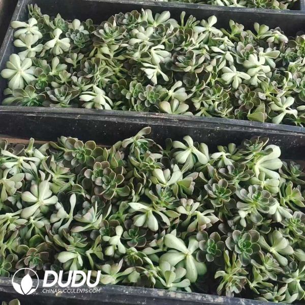 500Pcs Echeveria Melaco Cuttings - Image 2