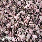 500Pcs Echeveria Perle von Nurnberg Cuttings - Image 2