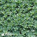 500Pcs Echeveria Hakuhou Cuttings - Image 2