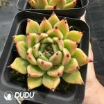 Echeveria Halloween - Image 2