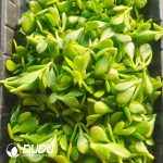 500Pcs Crassula ovata Crosbys Compact Cuttings - Image 2