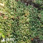 500Pcs Echeveria Yeon-Deung Cuttings - Image 2