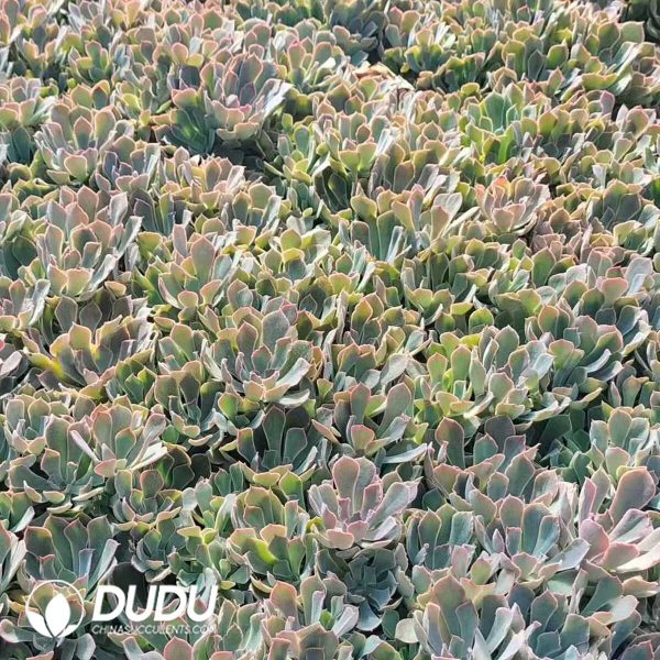 500Pcs Echeveria Neon Breaker Cuttings - Image 2