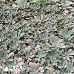 500Pcs Echeveria runyonii Rose ex Walther Cuttings - Image 2