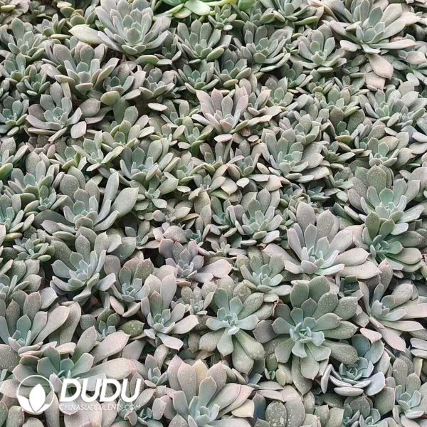 500Pcs Echeveria runyonii Rose ex Walther Cuttings - Image 2