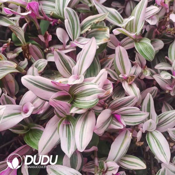 500Pcs Tradescantia Nanouk Cuttings - Image 2