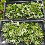 500Pcs Echeveria Lindsayana Cuttings - Image 2