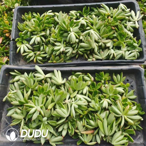 500Pcs Echeveria Lindsayana Cuttings - Image 2