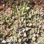 500Pcs Echeveria Mrs Richards Cuttings - Image 2