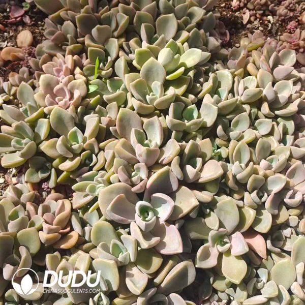 500Pcs Echeveria Mrs Richards Cuttings - Image 2