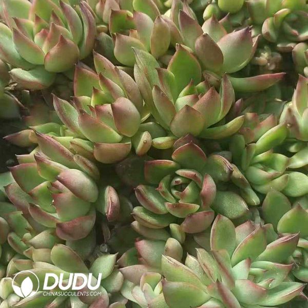 500Pcs Echeveria Agavoides Wild Horse Cuttings - Image 2