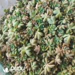 500Pcs Sedum Chloe Cuttings - Image 2