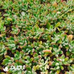 500Pcs Echeveria pulvinata Rose Cuttings - Image 2