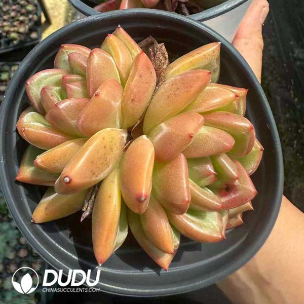 Echeveria Champagne Double Heads - Image 2