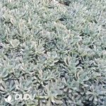 500Pcs Echeveria Blue Bird Cuttings - Image 2