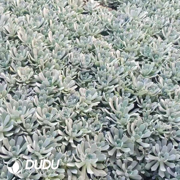 500Pcs Echeveria Blue Bird Cuttings - Image 2
