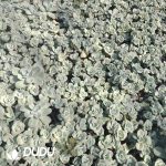 500Pcs Echeveria Lovely Rose Cuttings - Image 2