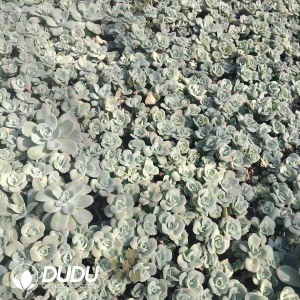 500Pcs Echeveria Lovely Rose Cuttings - Image 2