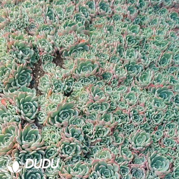 500Pcs Echeveria Nana Mini Hook Cuttings - Image 2