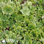 500Pcs Echeveria Ice Age Cuttings - Image 2