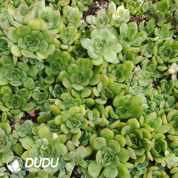 500Pcs Echeveria Ice Age Cuttings - Image 2