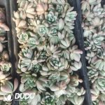 500Pcs Graptoveria Opalina Cuttings - Image 2