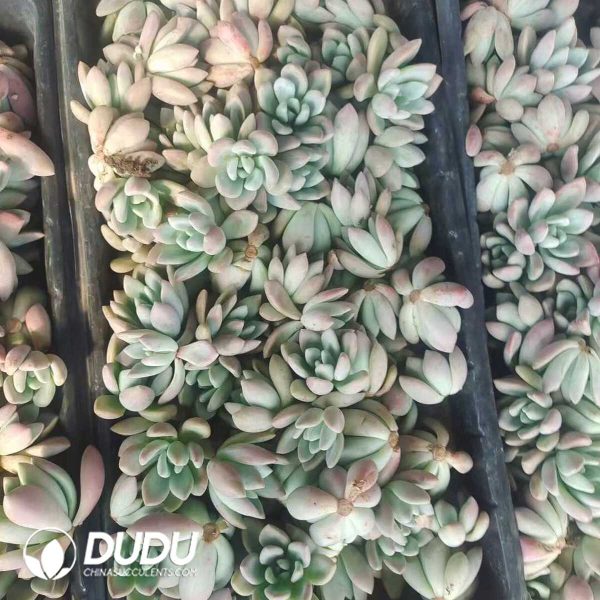500Pcs Graptoveria Opalina Cuttings - Image 2