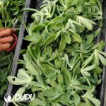 500Pcs Echeveria Qiluo Cuttings - Image 2