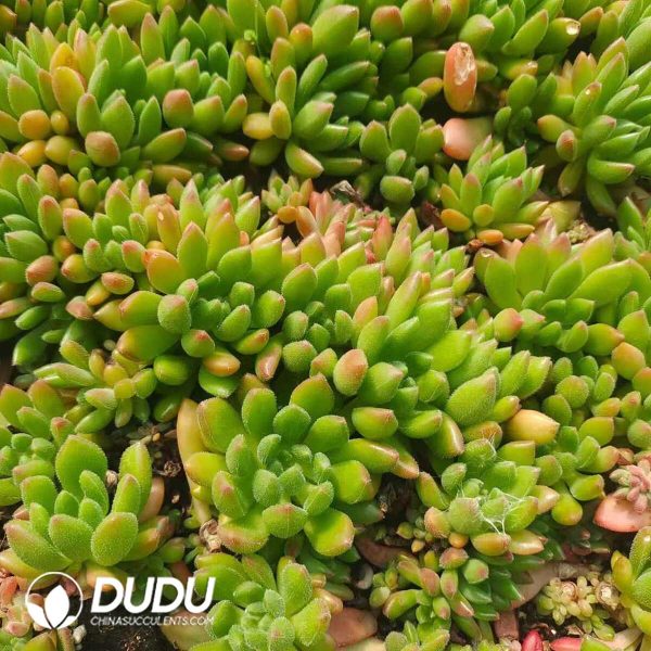 500Pcs Echeveria Red Lips Cuttings - Image 2