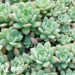 500Pcs Echeveria TP Cuttings - Image 2