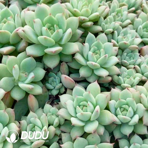 500Pcs Echeveria TP Cuttings - Image 2