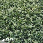 500Pcs Echeveria Cherry Cuttings - Image 2