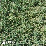 500Pcs Sedum Pachyphyllum Cuttings - Image 2