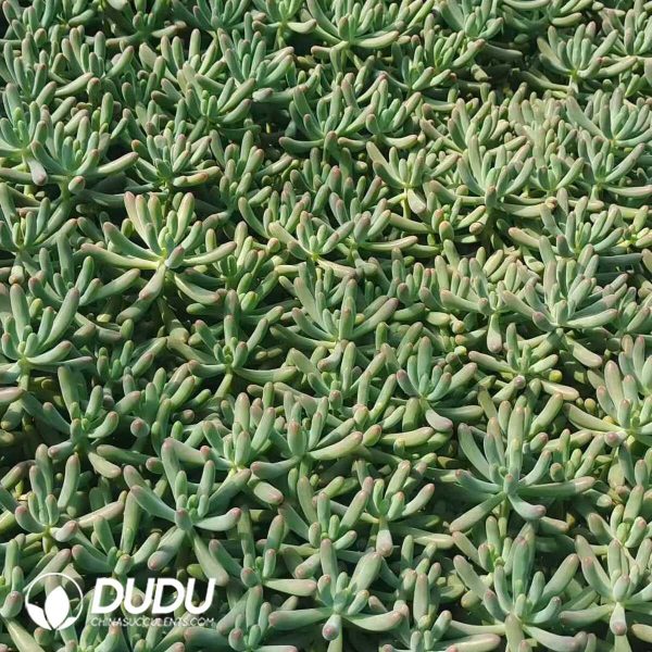 500Pcs Sedum Pachyphyllum Cuttings - Image 2