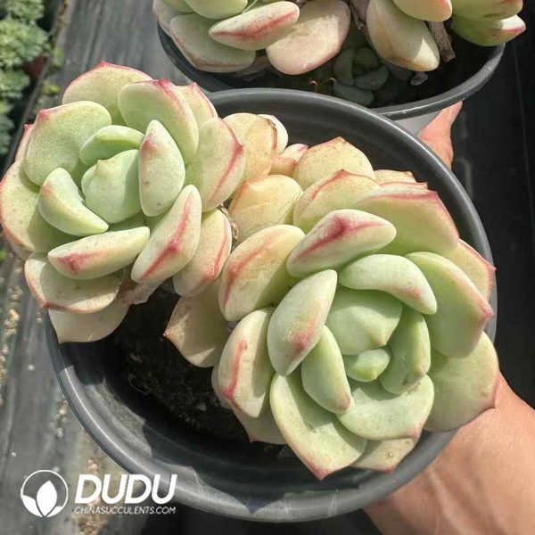 Echeveria Vanilla Double Heads - Image 2