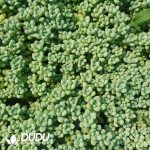 500Pcs Sedum Angel's Tears Cuttings - Image 2