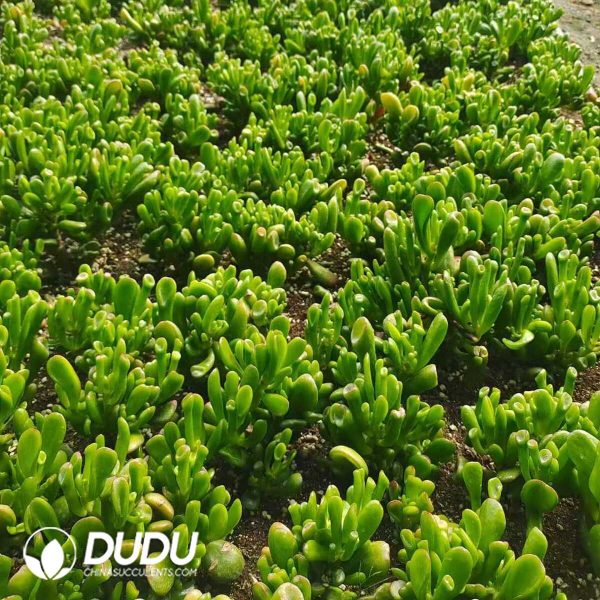 500Pcs Crassula Ovata Gollum Cuttings - Image 2