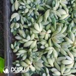 500Pcs Pachyphytum Chubby Beauty Cuttings - Image 2