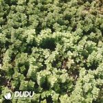 500Pcs Crassula perforata subsp. perforata Cuttings - Image 2